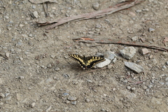 Papilio machaon