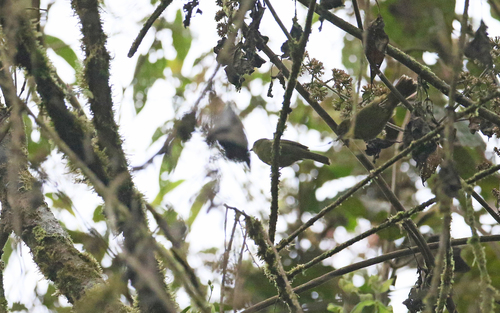 Oleaginous Hemispingus (Sphenopsis frontalis), photo 10