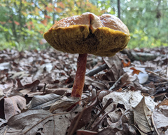 Aureoboletus betula