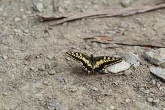 Papilio machaon