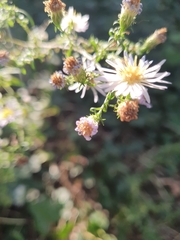 Symphyotrichum