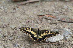 Papilio machaon