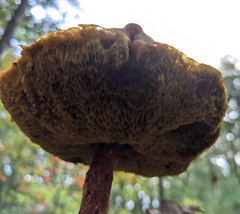 Aureoboletus betula