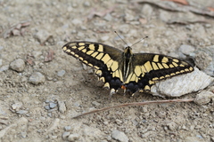 Papilio machaon