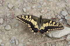 Papilio machaon
