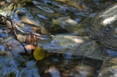 Apalone spinifera aspera