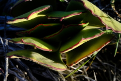 Cotyledon cuneata