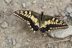 Papilio machaon