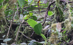 Sphenopsis frontalis