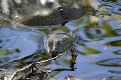 Apalone spinifera aspera