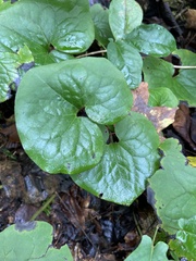 Asarum