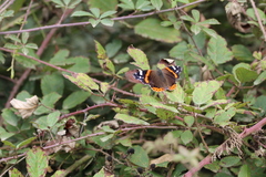 Vanessa atalanta