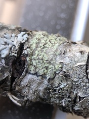 Lecanora barkmaniana