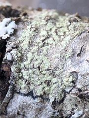 Lecanora barkmaniana