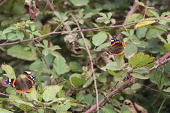 Vanessa atalanta