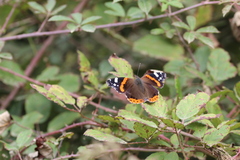 Vanessa atalanta