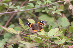 Vanessa atalanta