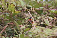 Vanessa atalanta
