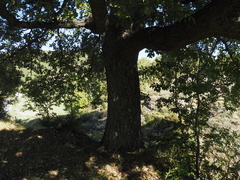 Quercus × crenata