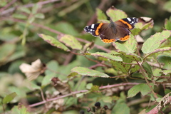 Vanessa atalanta