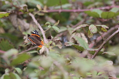 Vanessa atalanta