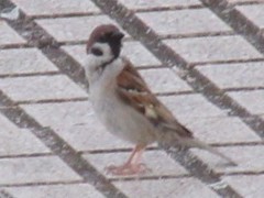 Passer montanus