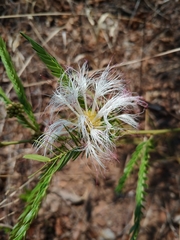 Calliandra virgata