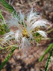 Calliandra virgata