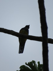 Trogon viridis