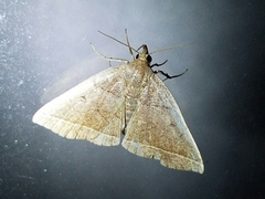 Simplicia cornicalis