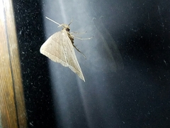 Simplicia cornicalis