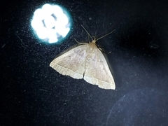 Simplicia cornicalis