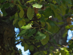 Quercus × crenata
