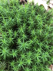 Polytrichum formosum