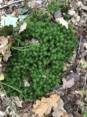 Polytrichum formosum