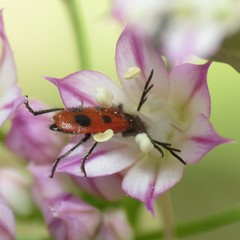 Pelonides quadrinotata