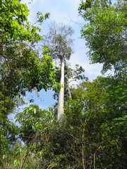 Calycophyllum spruceanum