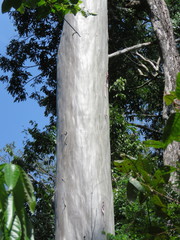 Calycophyllum spruceanum