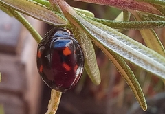 Harmonia axyridis
