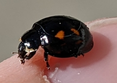 Harmonia axyridis