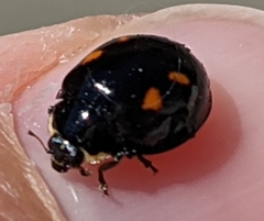 Harmonia axyridis