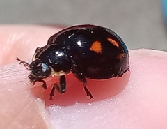 Harmonia axyridis