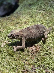 Rhampholeon platyceps