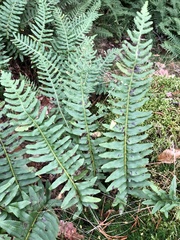 Polypodium vulgare
