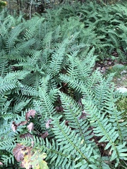 Polypodium vulgare
