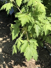 Acer negundo