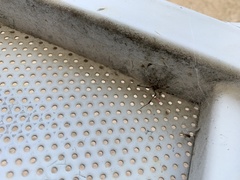 Latrodectus geometricus