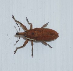 Lixus ochraceus