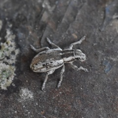 Sitona lineellus