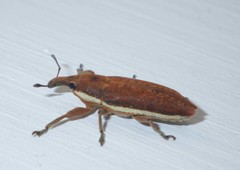 Lixus ochraceus